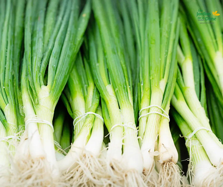 Oignon ciboule - Botte