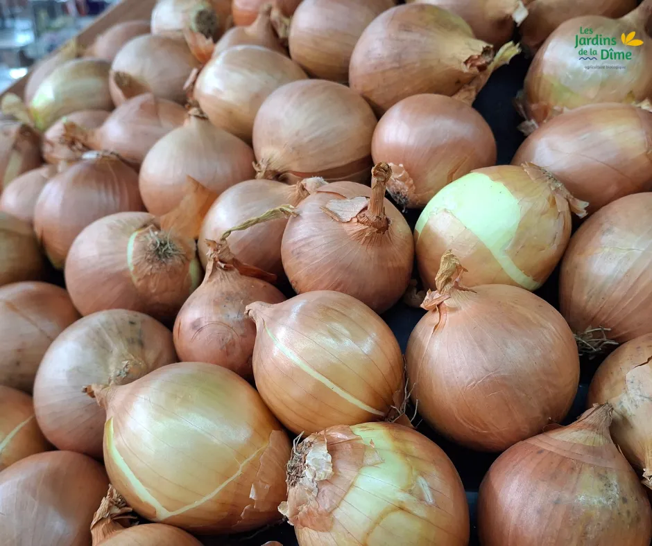 Oignon jaune - 500g