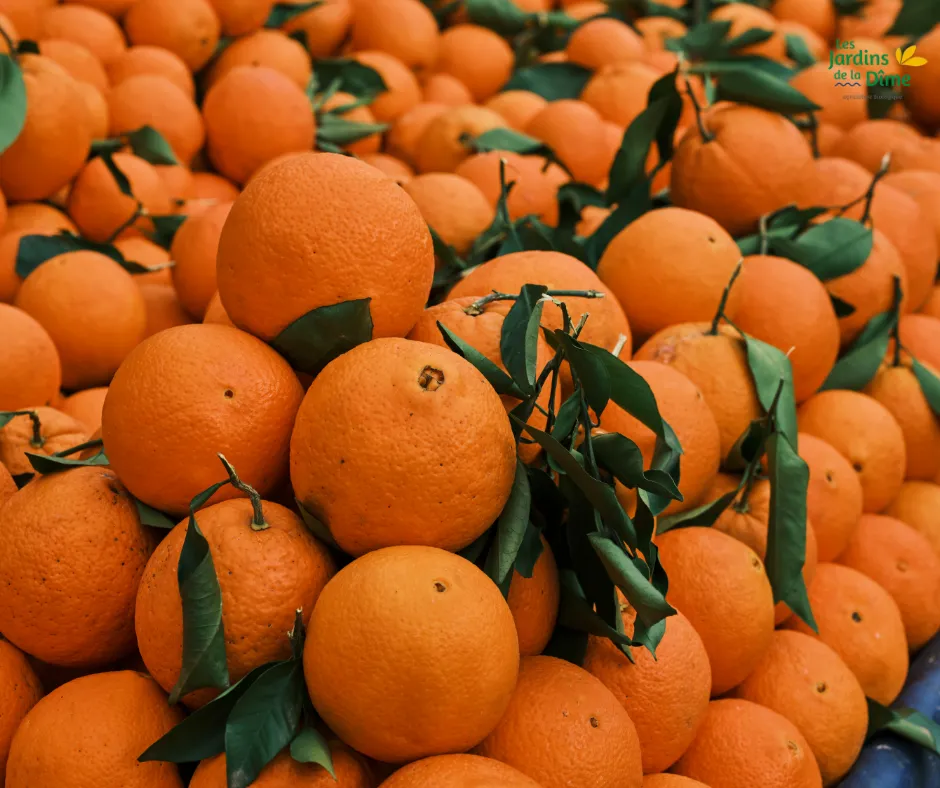 Orange de table - Pièce