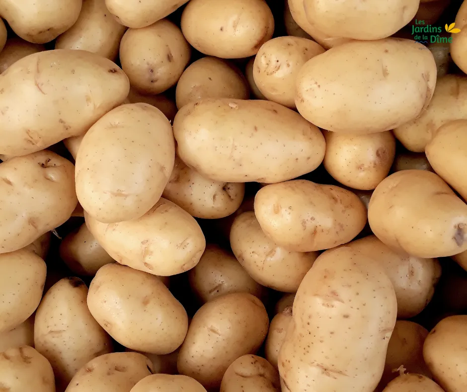 PDT "Agria" - Chair farineuse - 1Kg