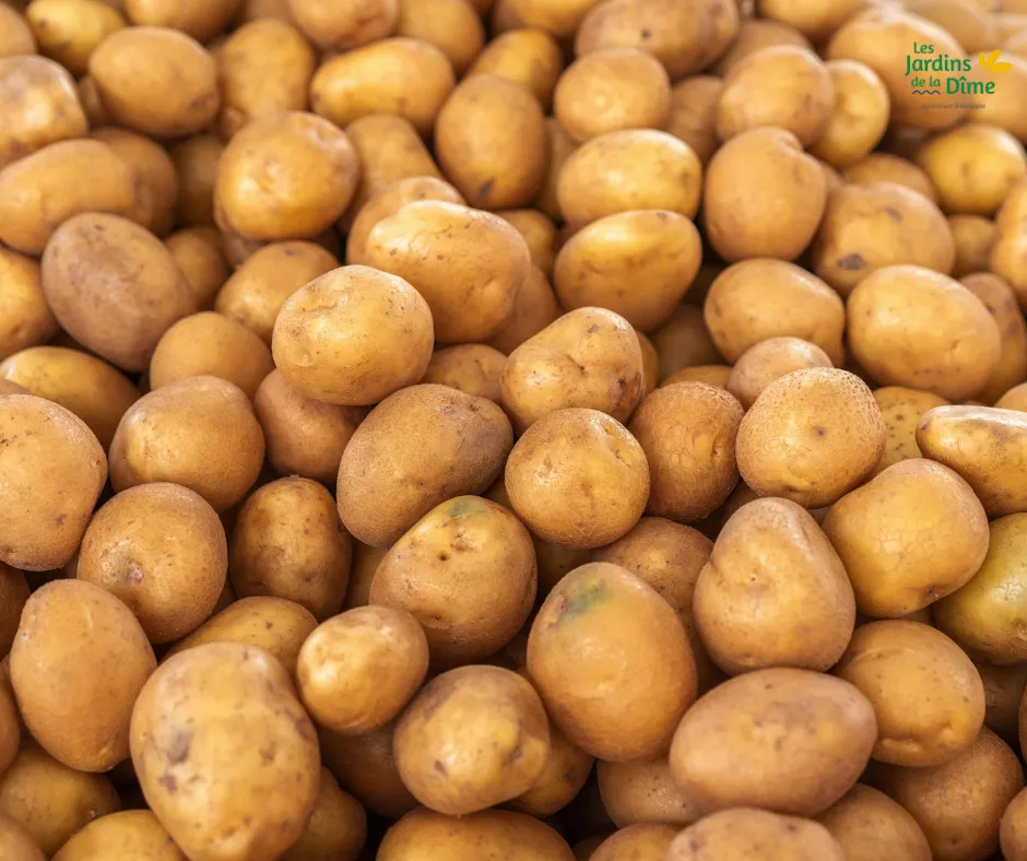 PDT grenaille - 500g