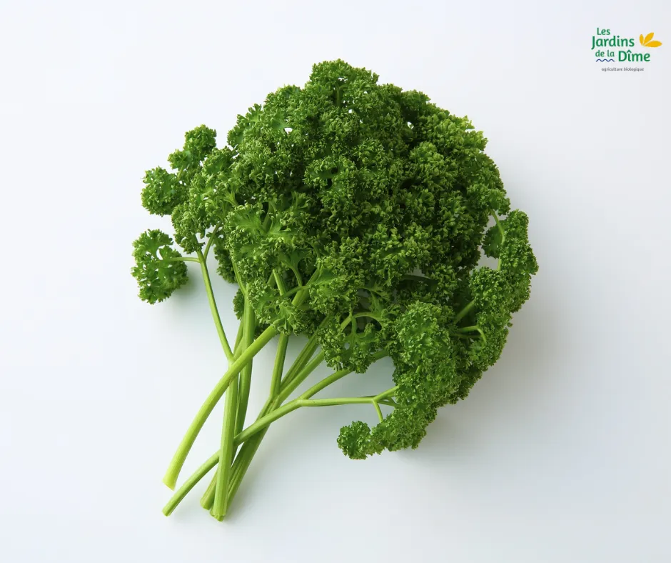Persil frisé - Botte