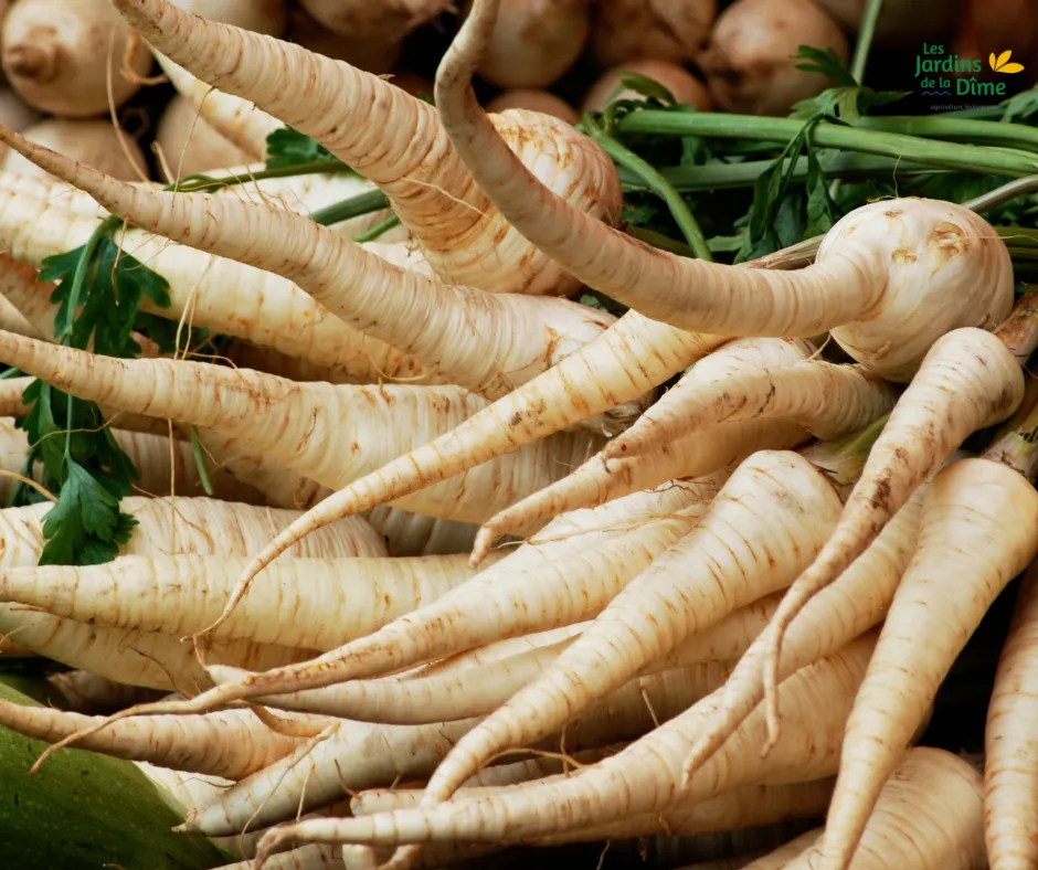 Persil tubéreux - 250g