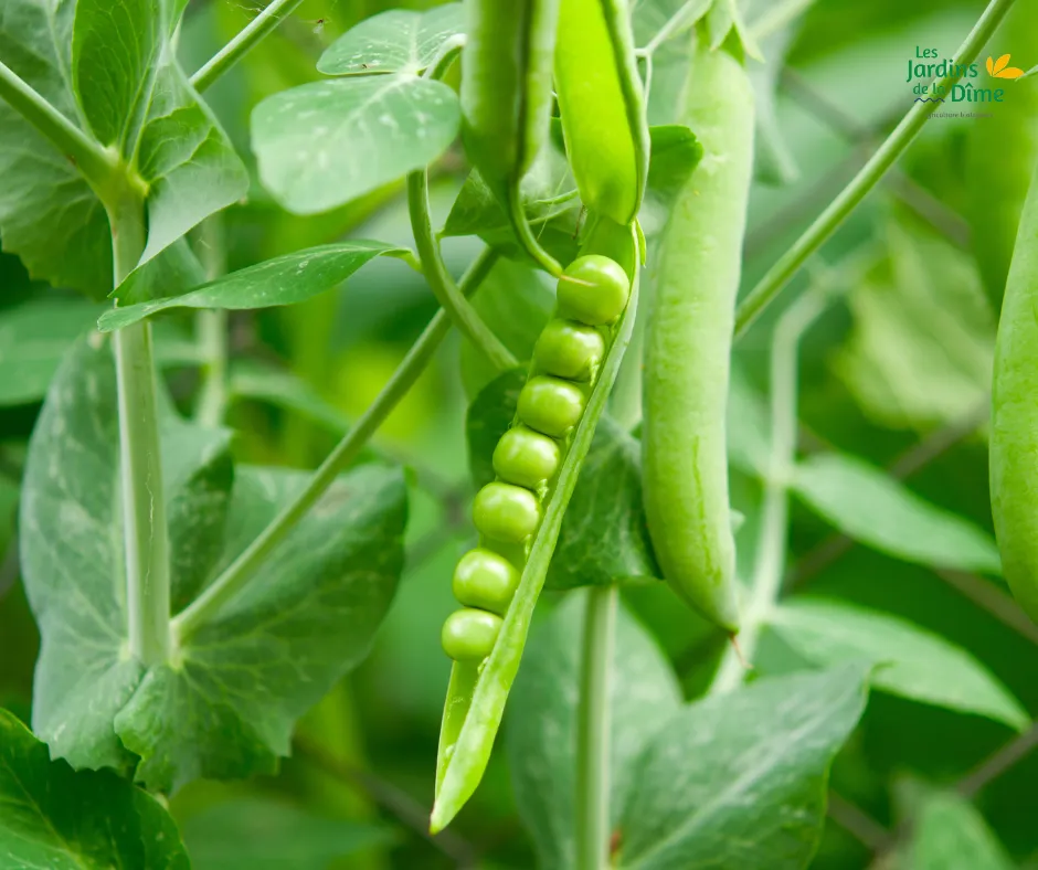Petit pois - 250g