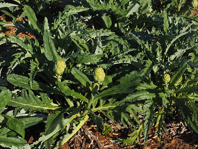 Plant - Artichaut