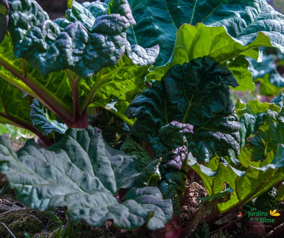 Rhubarbe - Pot