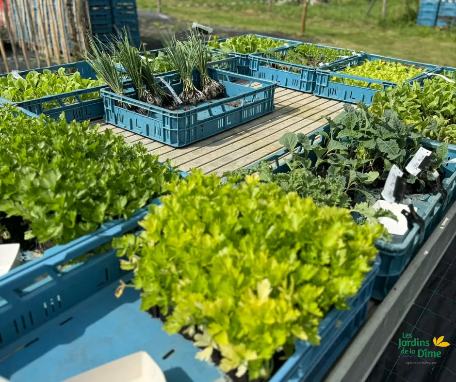 Plant - Roquette - Pièce