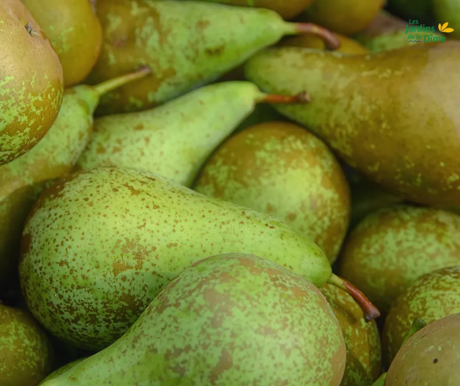 Poire Conférence - Pièce