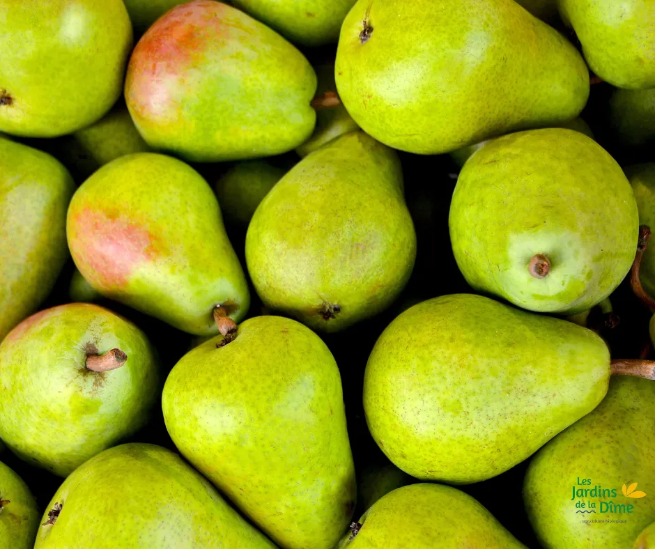 Poire Guyot - Pièce