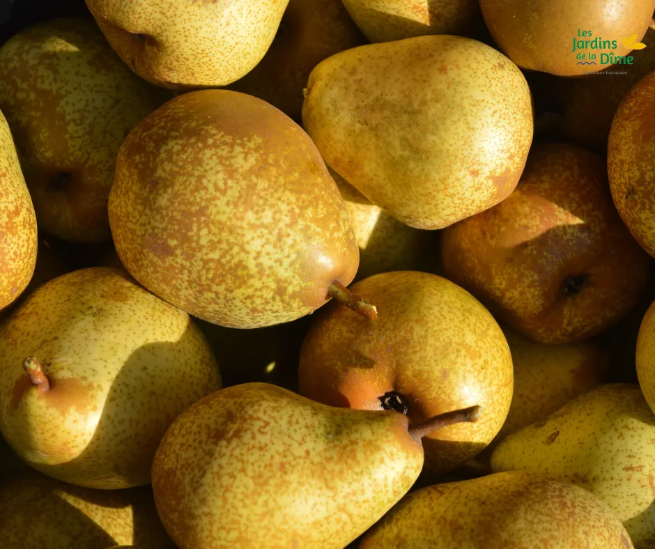 Poire Angélys - Pièce