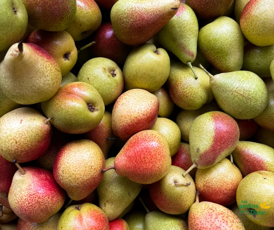 Poire QTee - Pièce