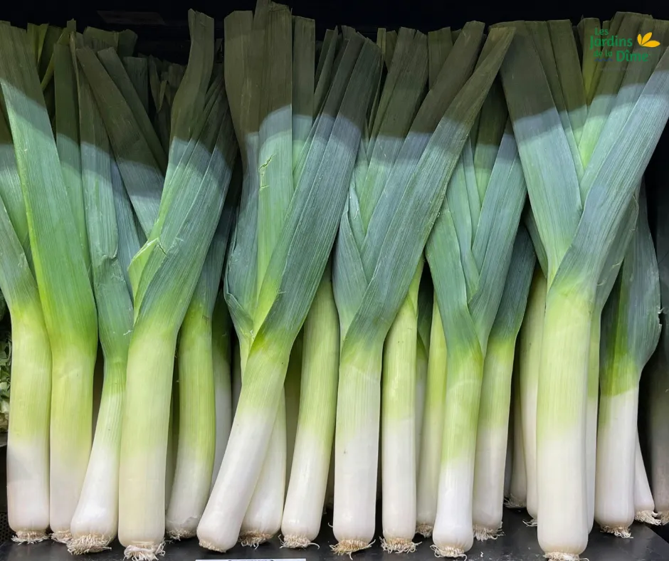 Poireau - 500g