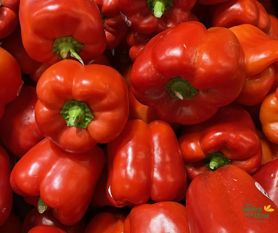 Poivron rouge - Pièce