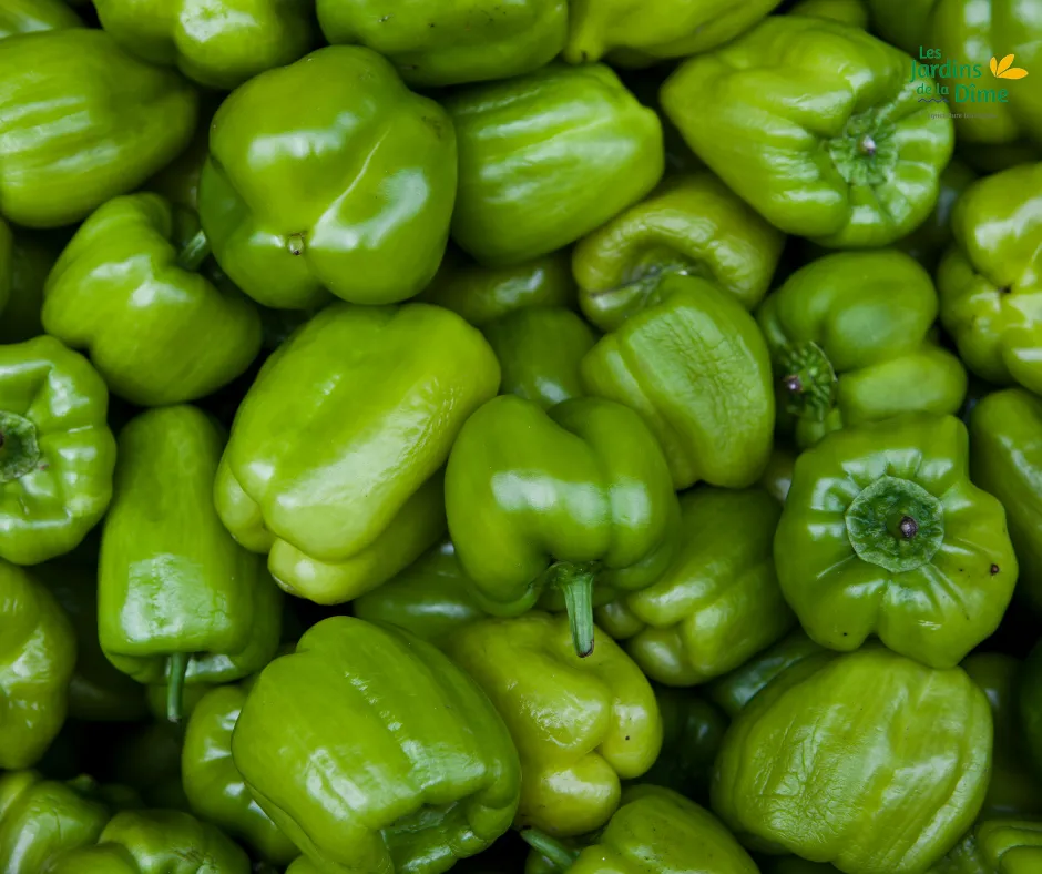 Poivron vert - Pièce