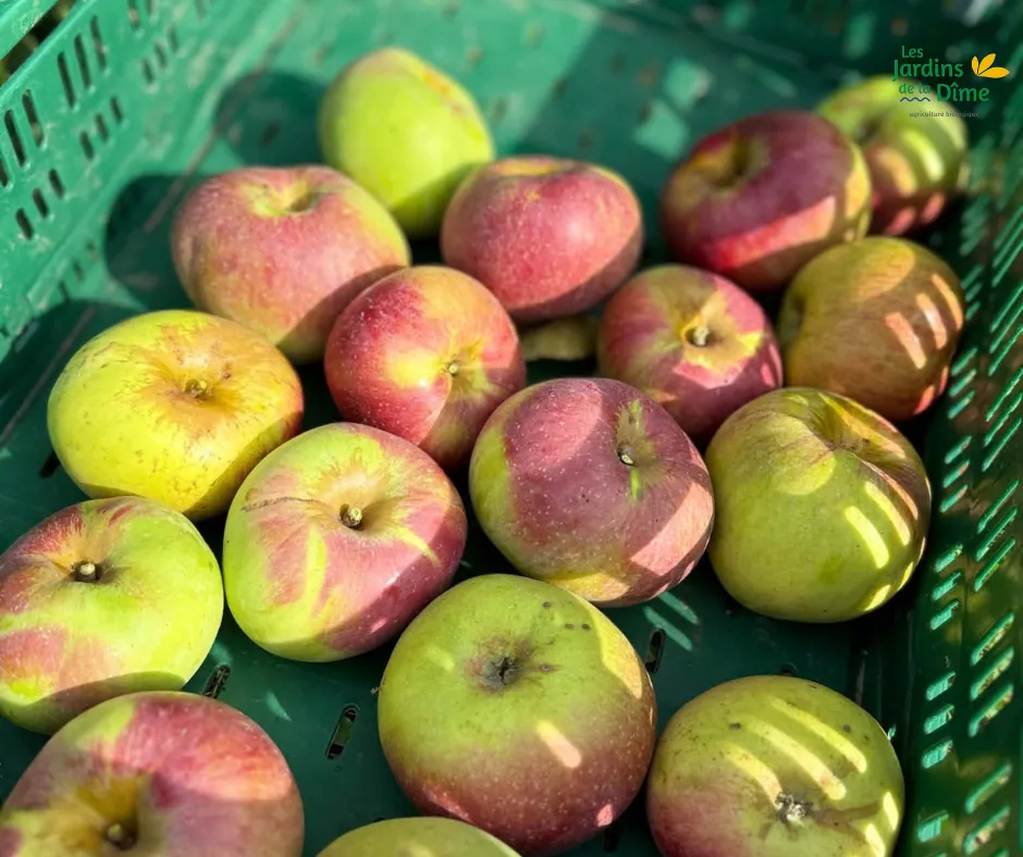 Pomme Belle-Fleur - Pièce