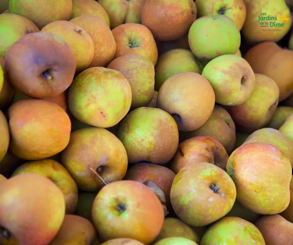 Pomme Boskoop - Pièce