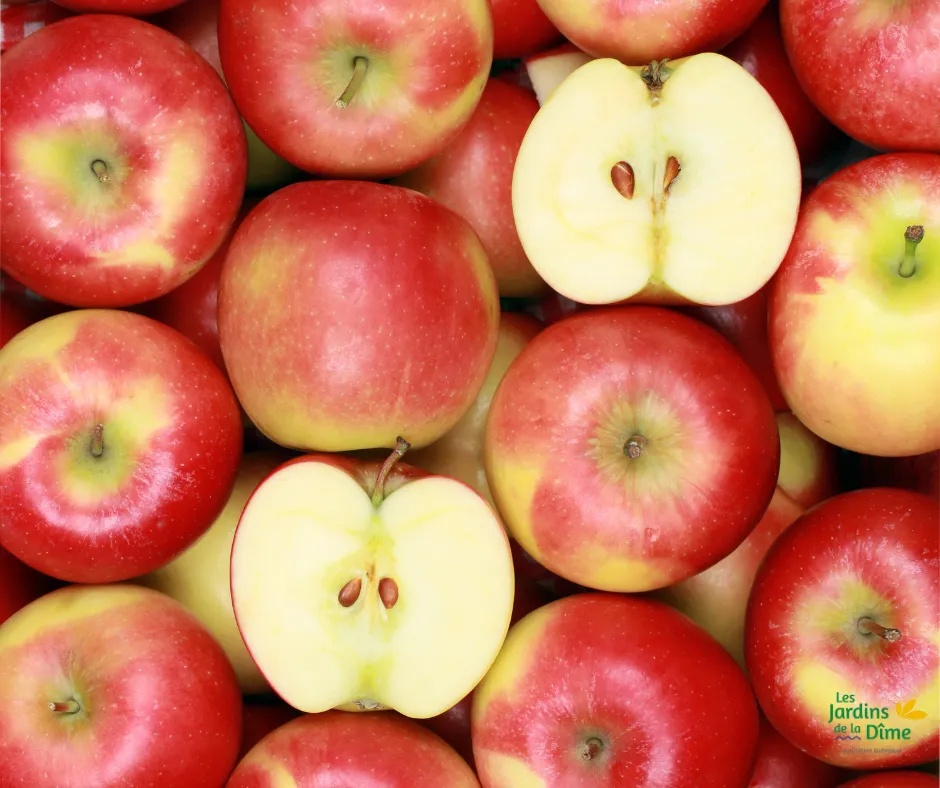 Pomme Swing - Pièce