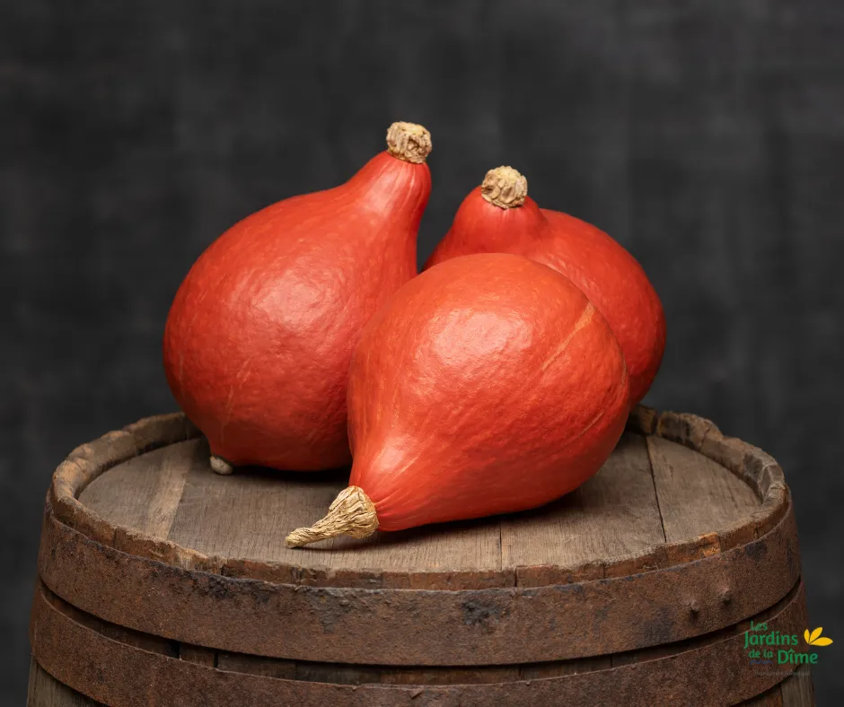 Potimarron orange - Pièce