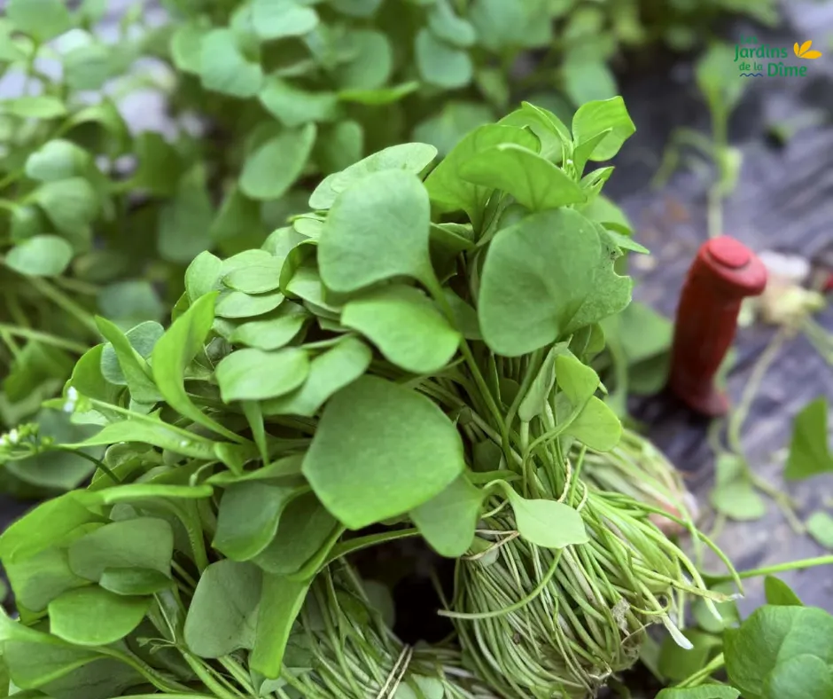 Pourpier d'hiver - 100g