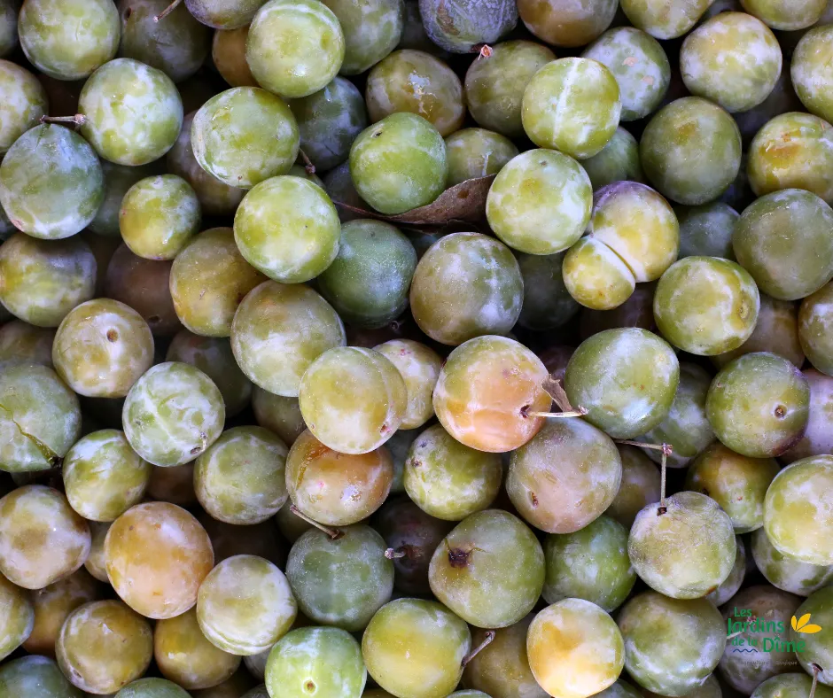 Prune Reine Claude - 250g