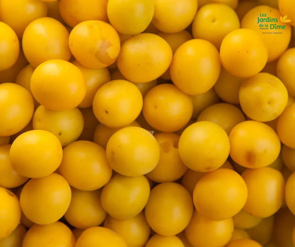 Prune jaune