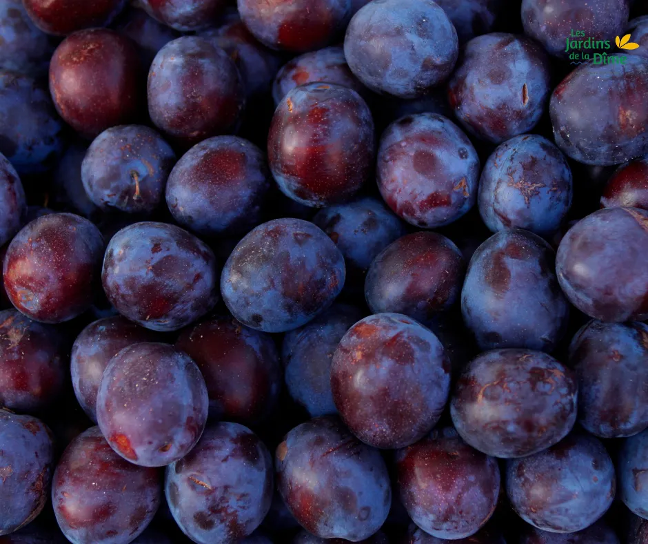 Prune rouge - 250g