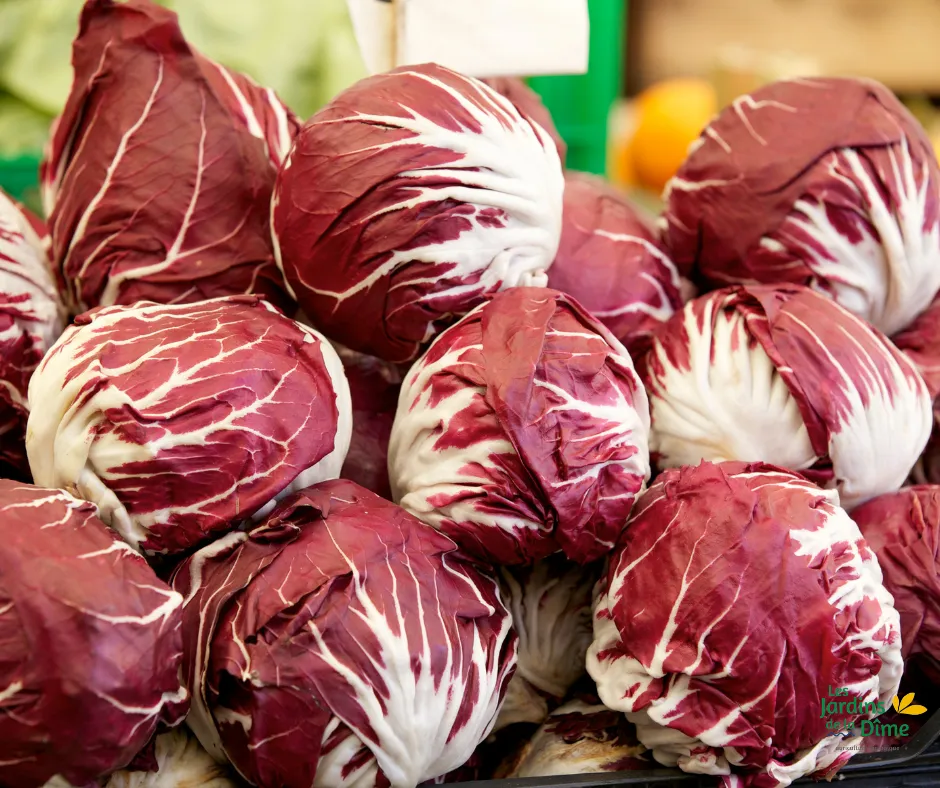 Radicchio - Pièce