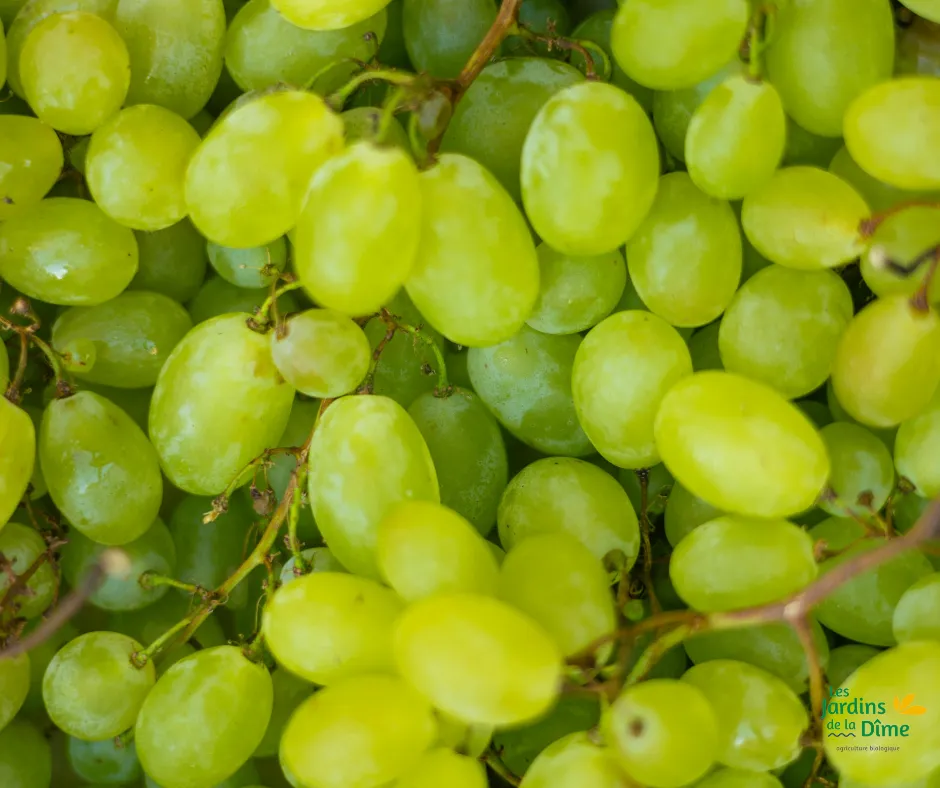 Raisin blanc sans pépins - 250g