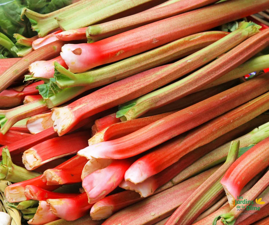 Rhubarbe - 500g