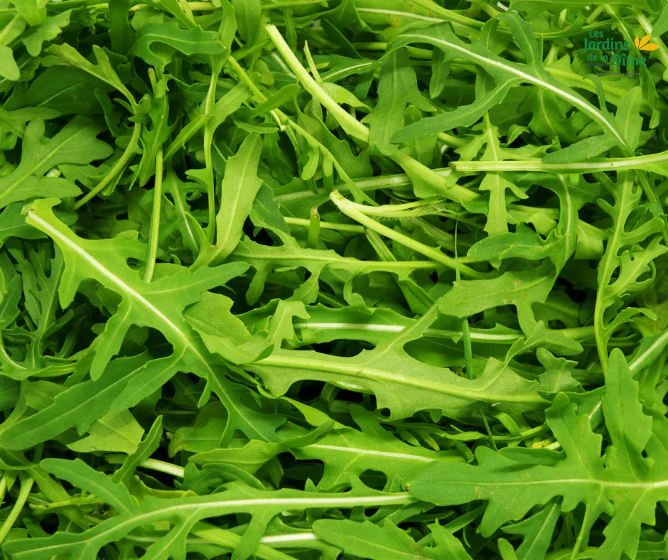 Roquette - 100g