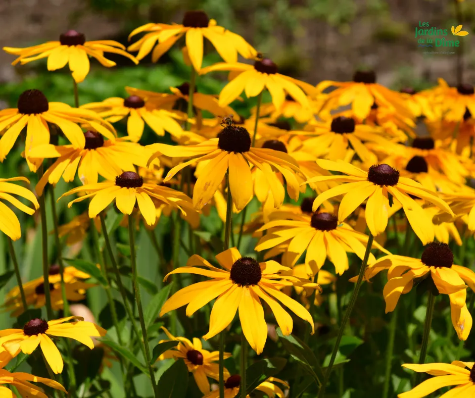 Rudbeckia