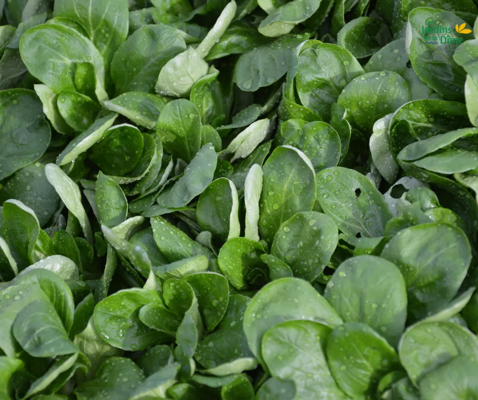 Salade de blé - 100g 