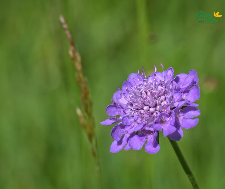 Scabieuse des jardins