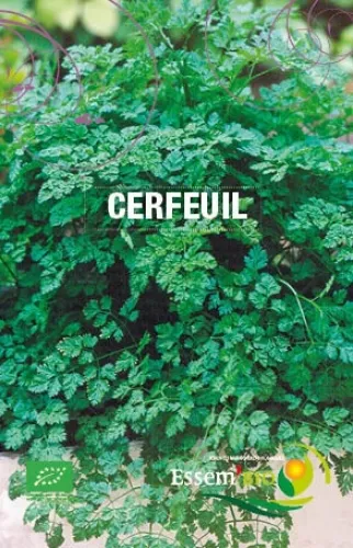 Semence - Cerfeuil commun