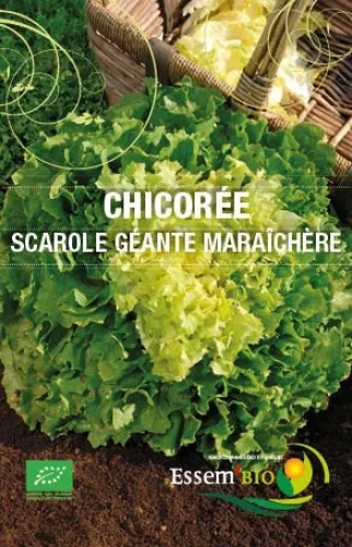 Semence - Chicorée scarole