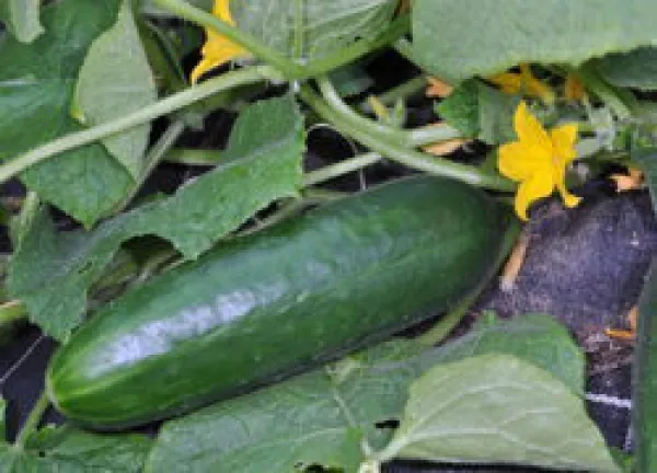 Semence - Concombre lisse
