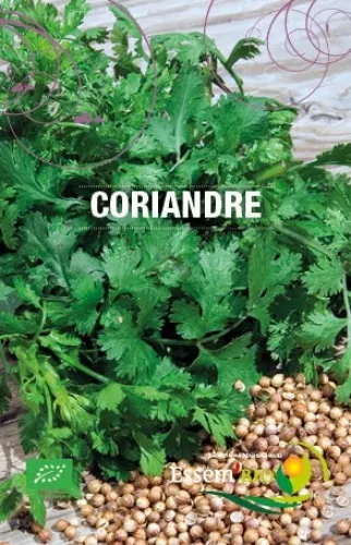 Semence - Coriandre