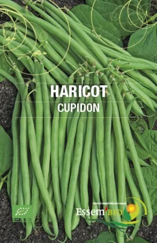 [Semenceharicotvert] Semence - Haricot vert nain