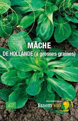[Semencemâche] Semence - Mâche