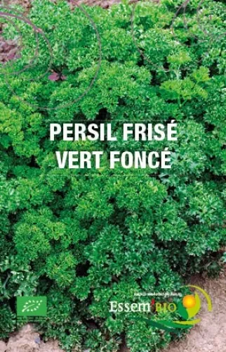 Semence - Persil frisé