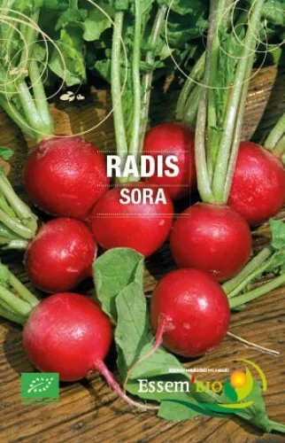 Semence - Radis rouge