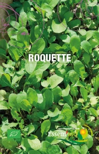 Semence - Roquette