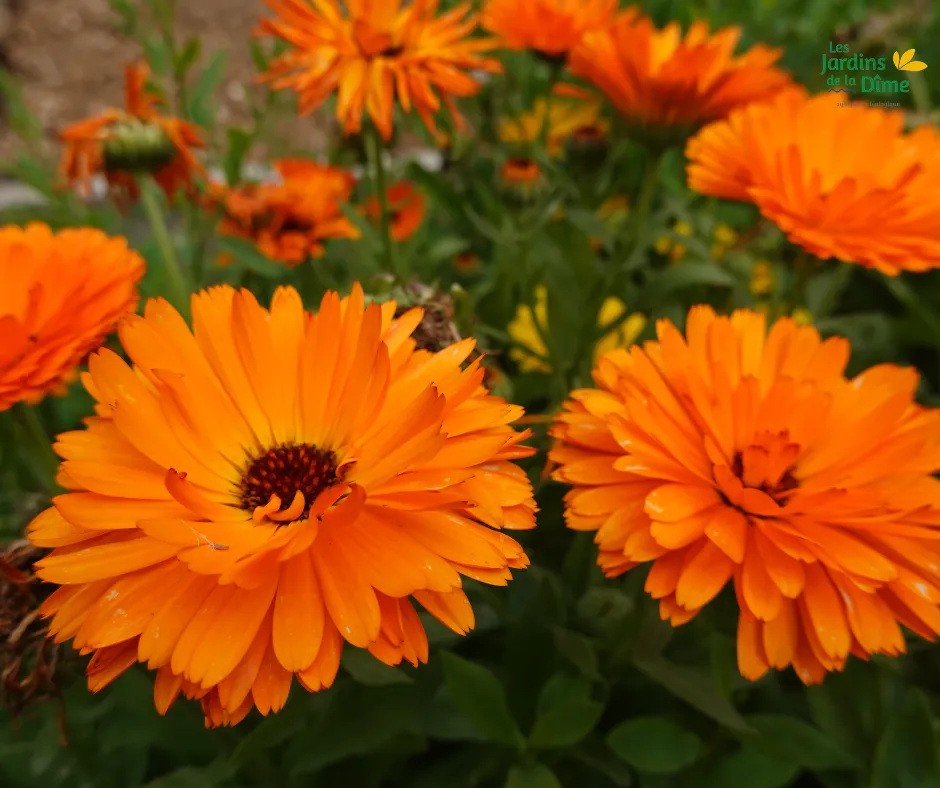 Soucis des jardins