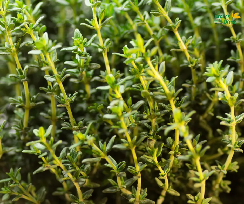Thym citron - Pot