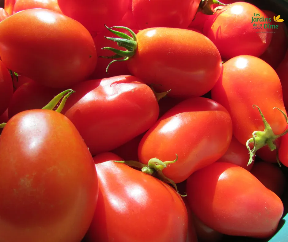 Tomate Roma - 500g