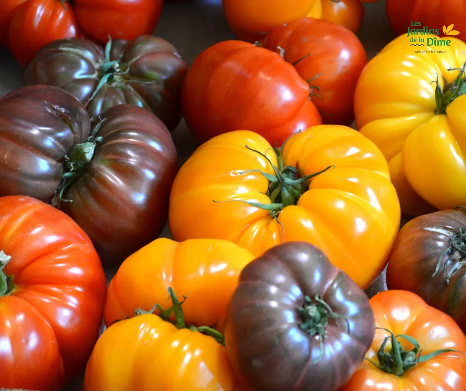 Tomate ancienne - 500g
