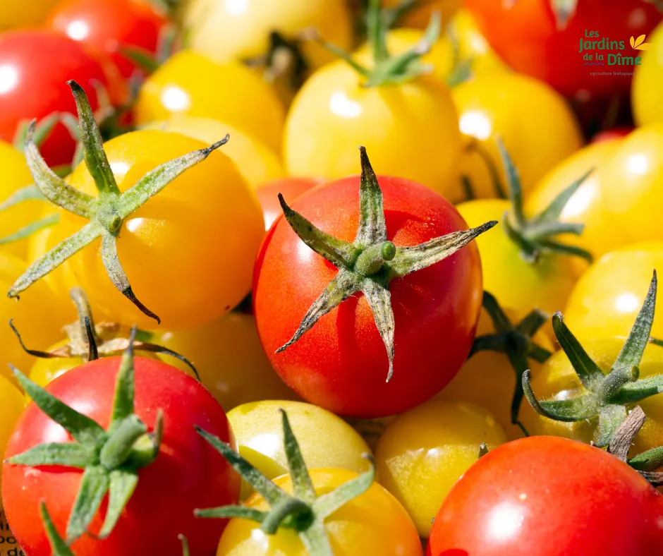 Tomate cerise - 250g