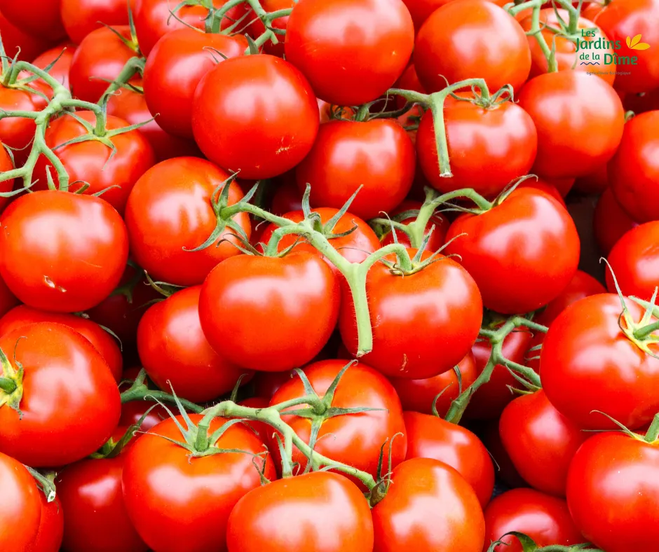 Tomate grappe - 500g