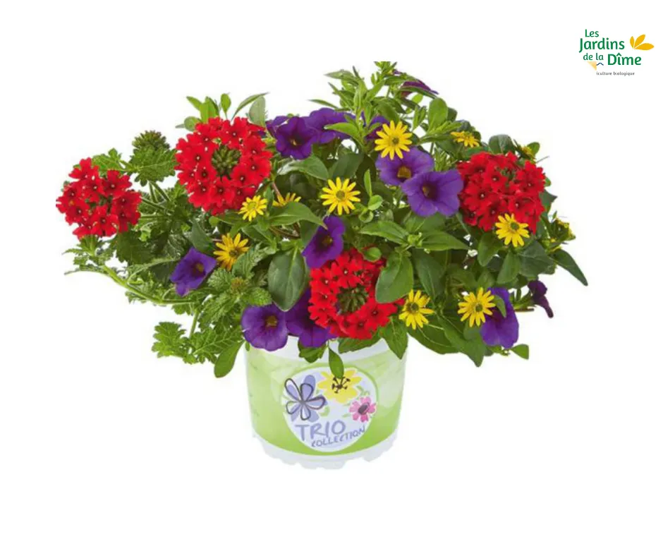 Trio de fleurs : Andorra