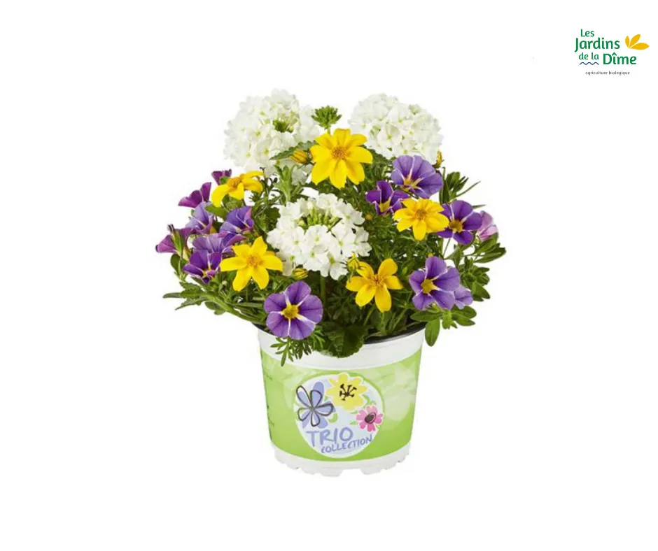 Trio de fleurs : Brasil